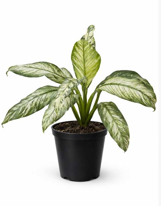 Spathiphillum Variagado
