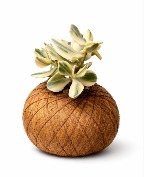 Kokedama Suculenta