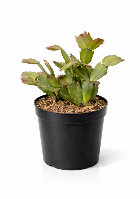 Filocactus