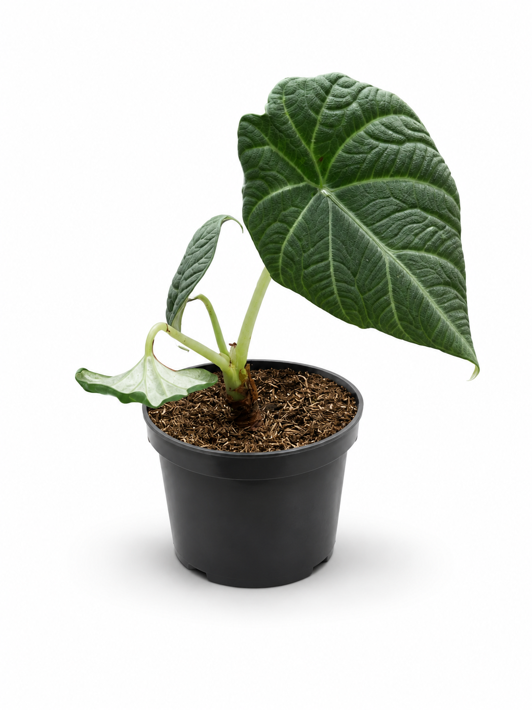 Alocasia Mahariana