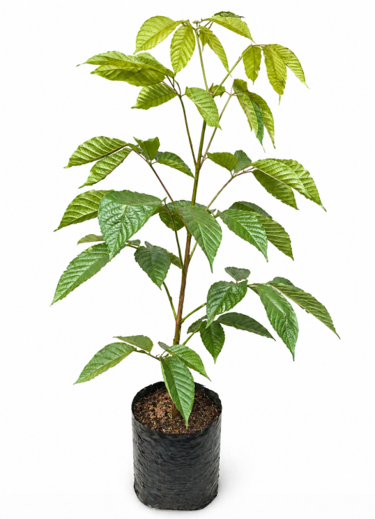 Guayacan Amarillo