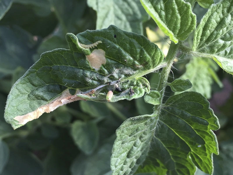 Cogollero del Tomate Tuta absoluta