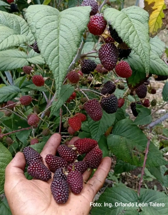 Mora Programa de Fertilización