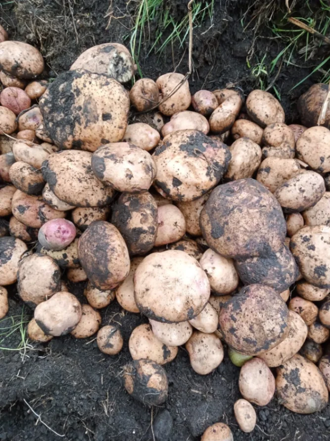 Papa Negra 🥔 Programa Fertilización