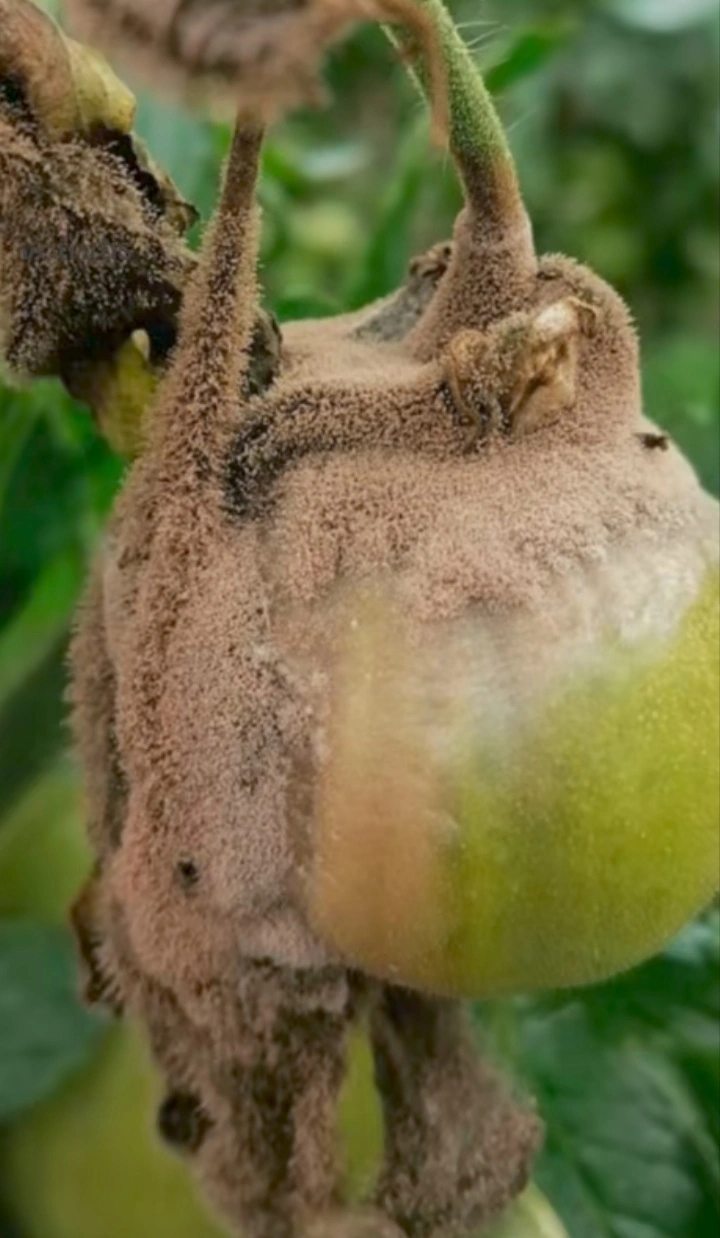 Botrytis en Lulo - Naranjilla