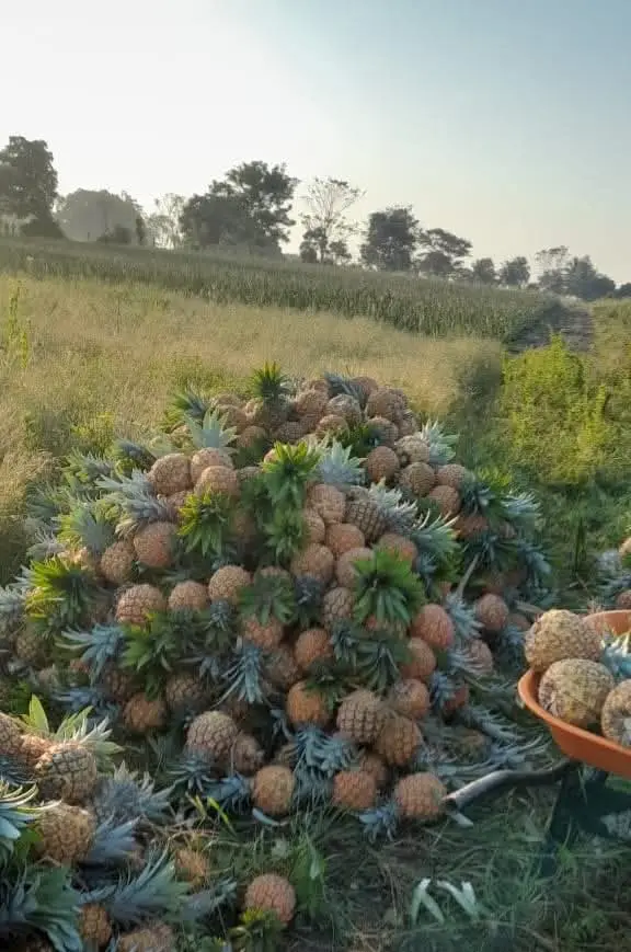 Piña - Ananá. Abonada