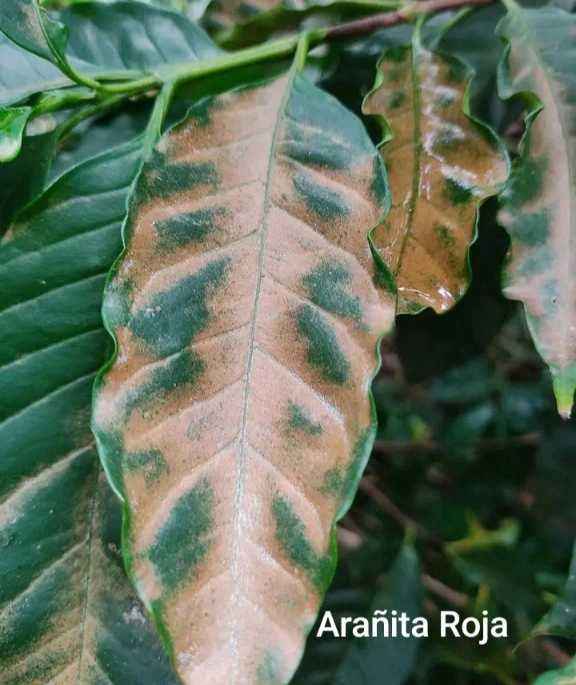 Arañita Roja en Cafe