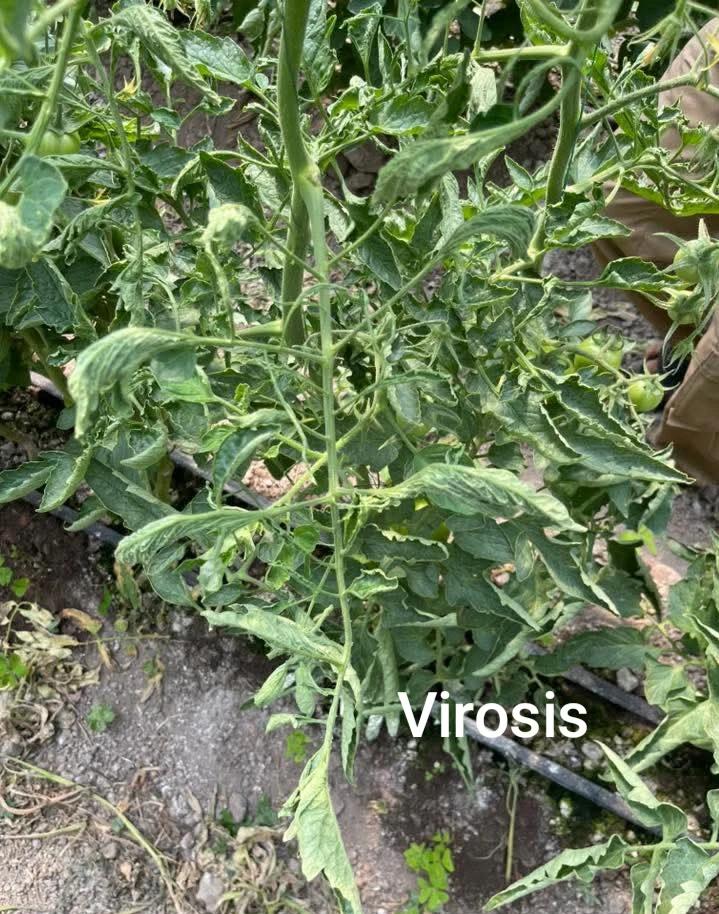 Virosis en Tomate