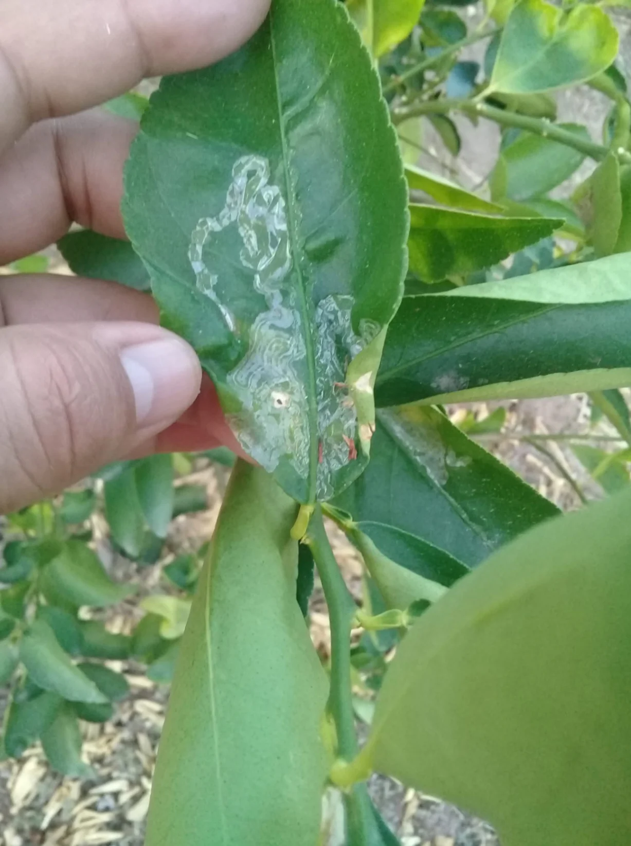 Minador Citricos
