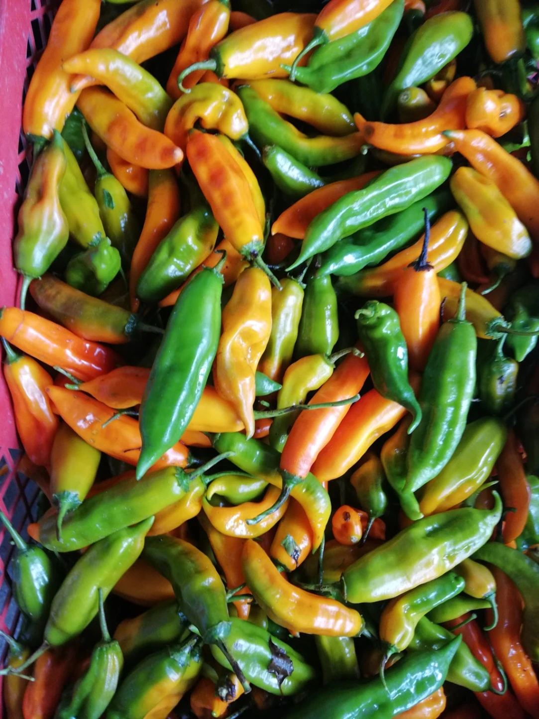 Ají - Chile