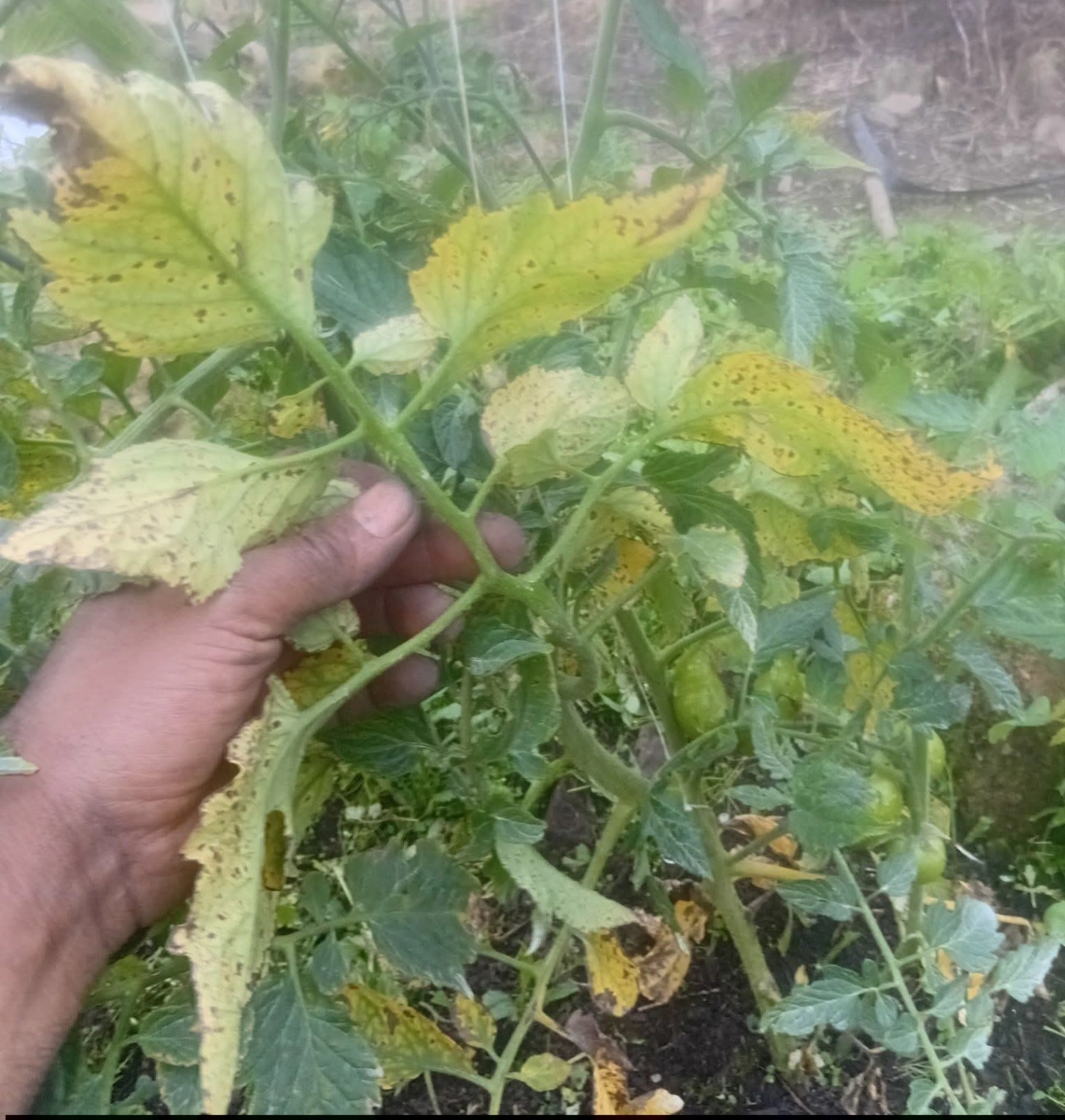 Peca Bacteriana Tomate
