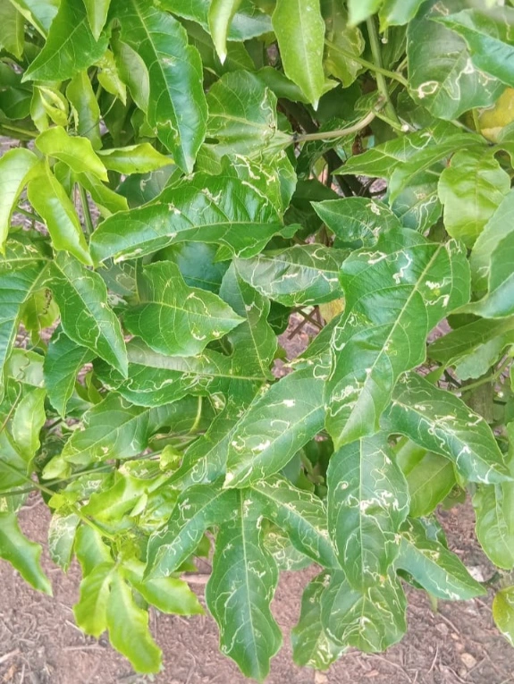 Minador del Maracuya