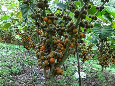 Lulo / Naranjilla Programa de Fertilización