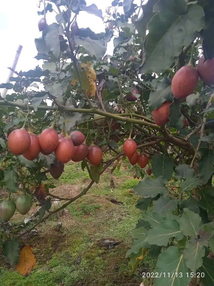 Tomate de Árbol