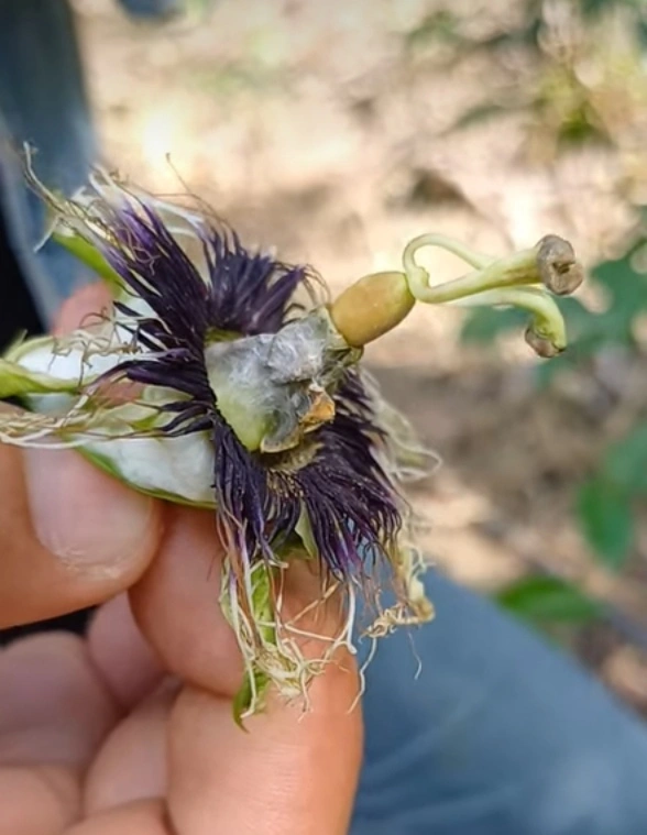 Botrytis en Maracuya