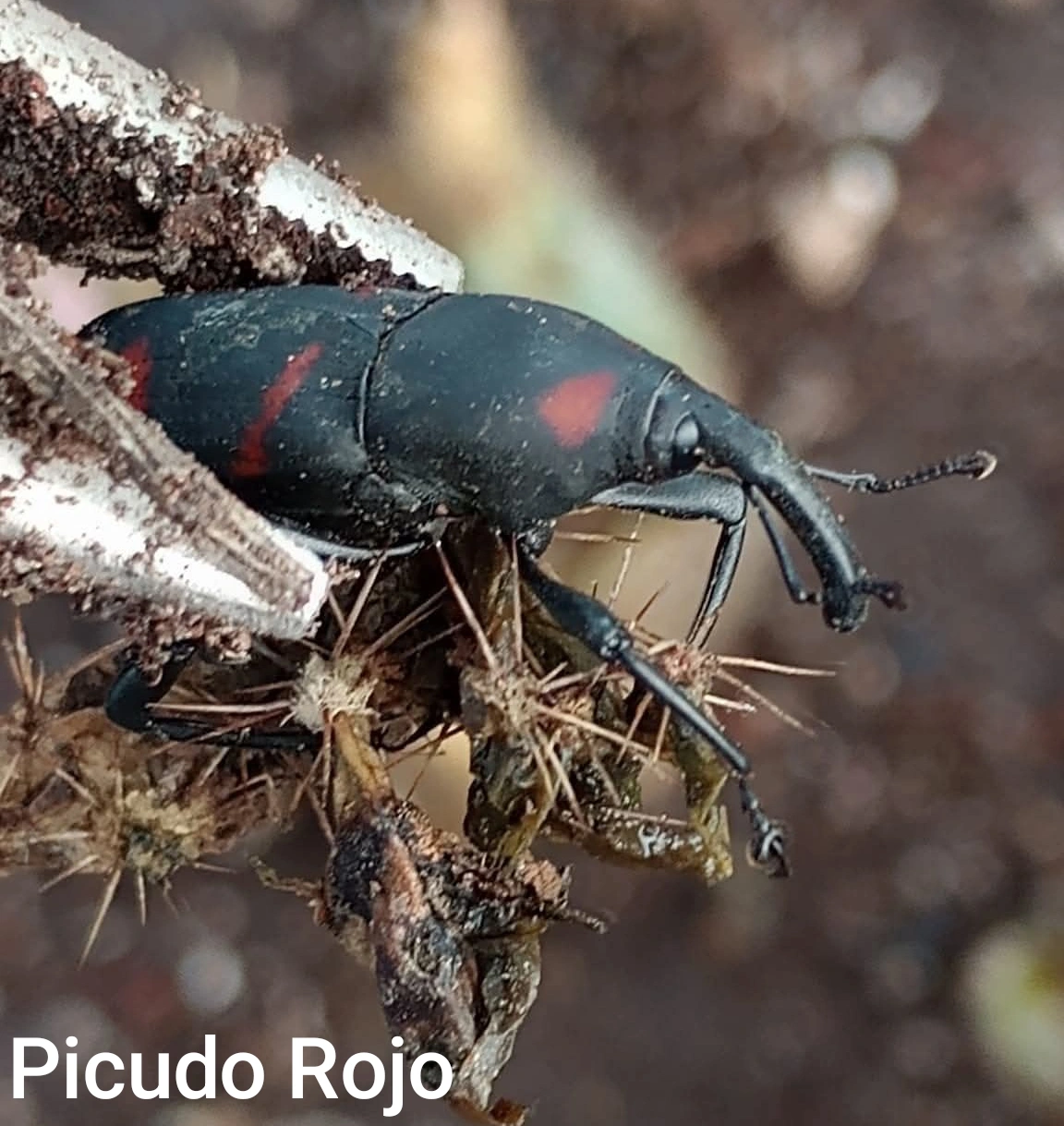 Picudo Rojo