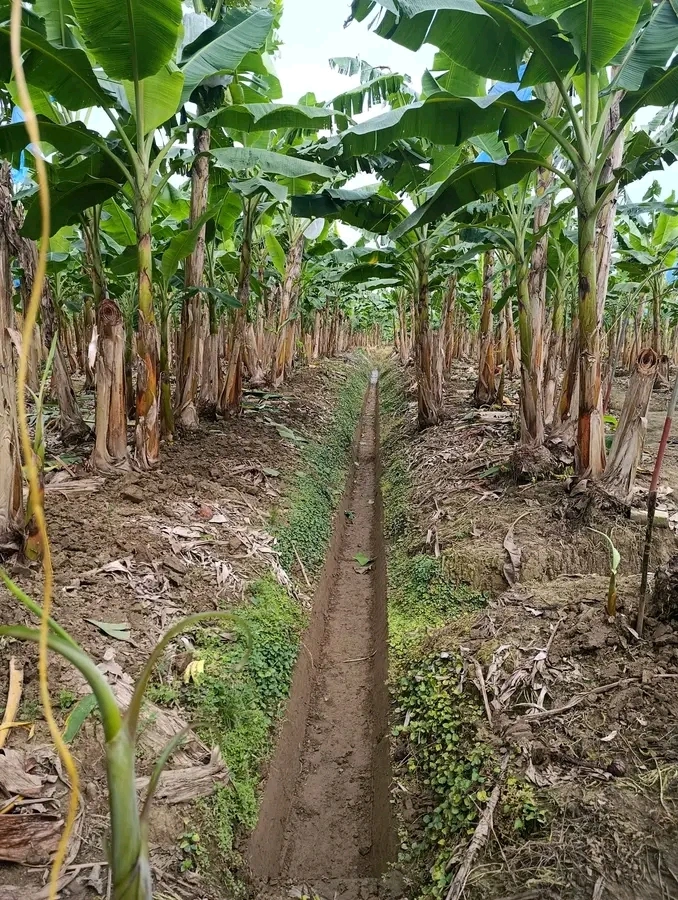 Platano Banano