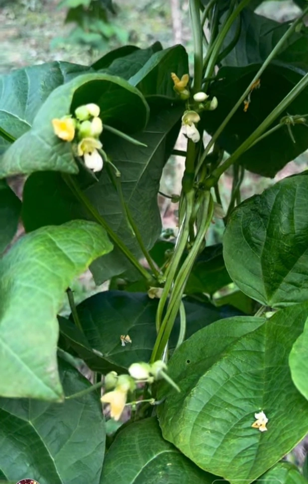 Habichuela.  Abonada