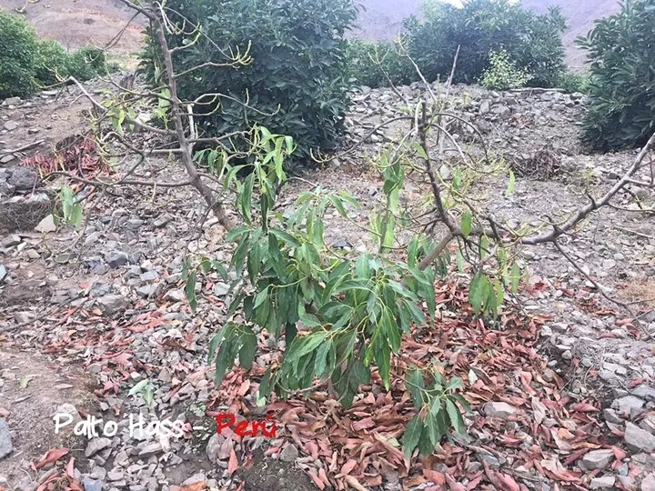 Phytophthora del Aguacate