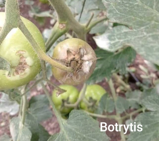 Botrytis en Tomate