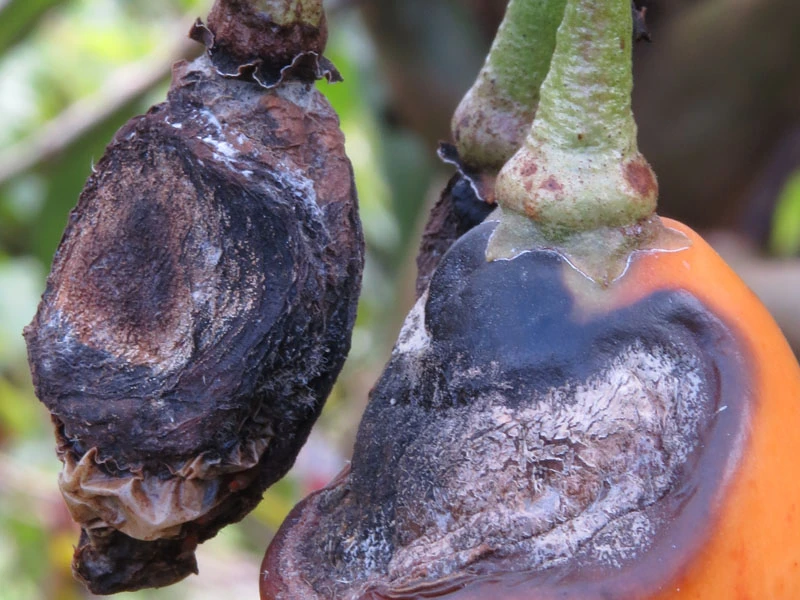 Antracnosis en Tomate de Árbol