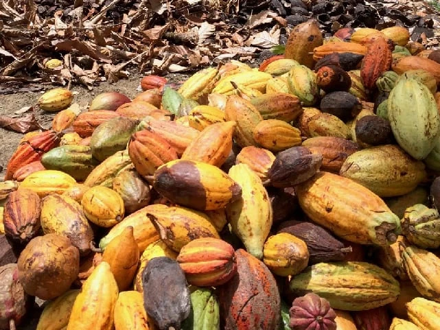 Escoba de Bruja en Cacao