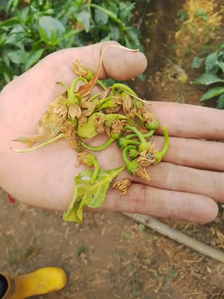 Botrytis en Pimentón