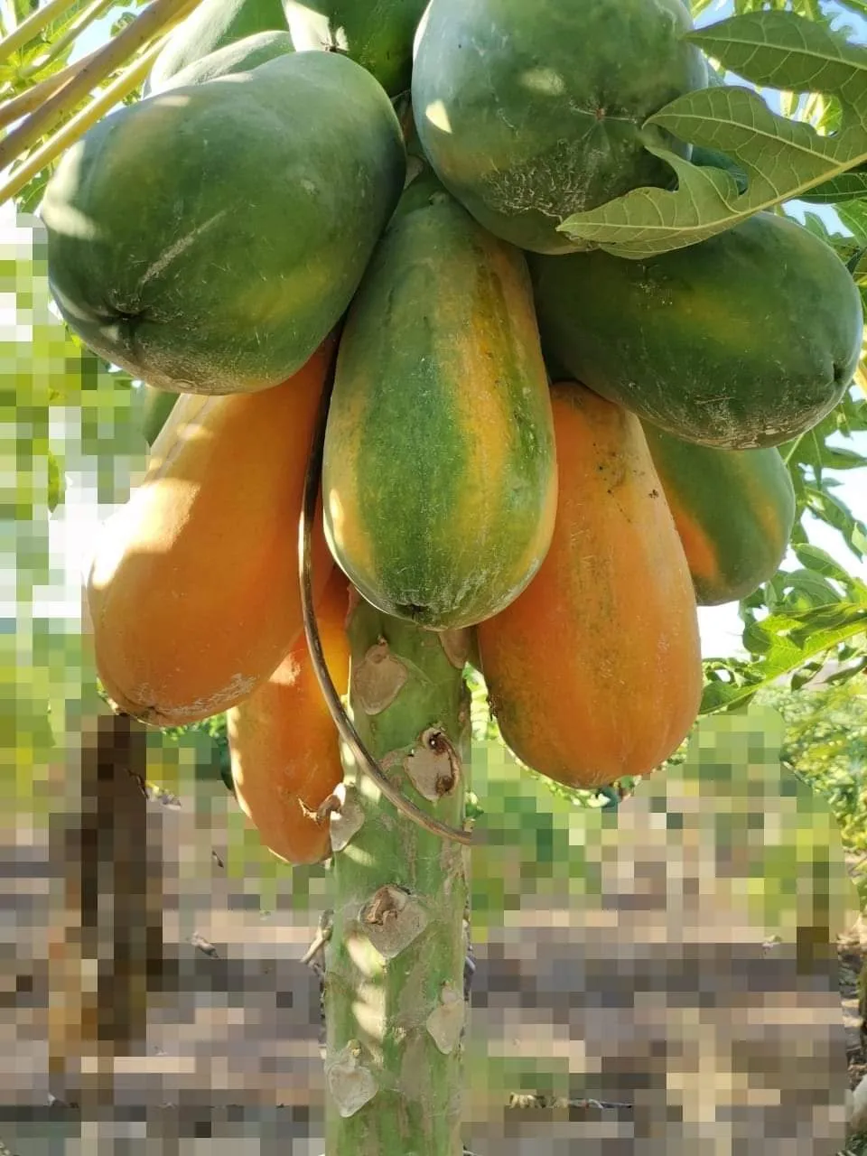 Papaya Lechosa Programa de Fertilización