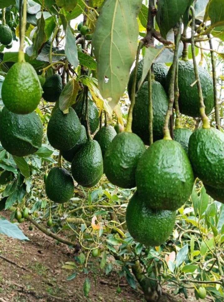 Aguacate Palta 🥑 Programa Fertilización