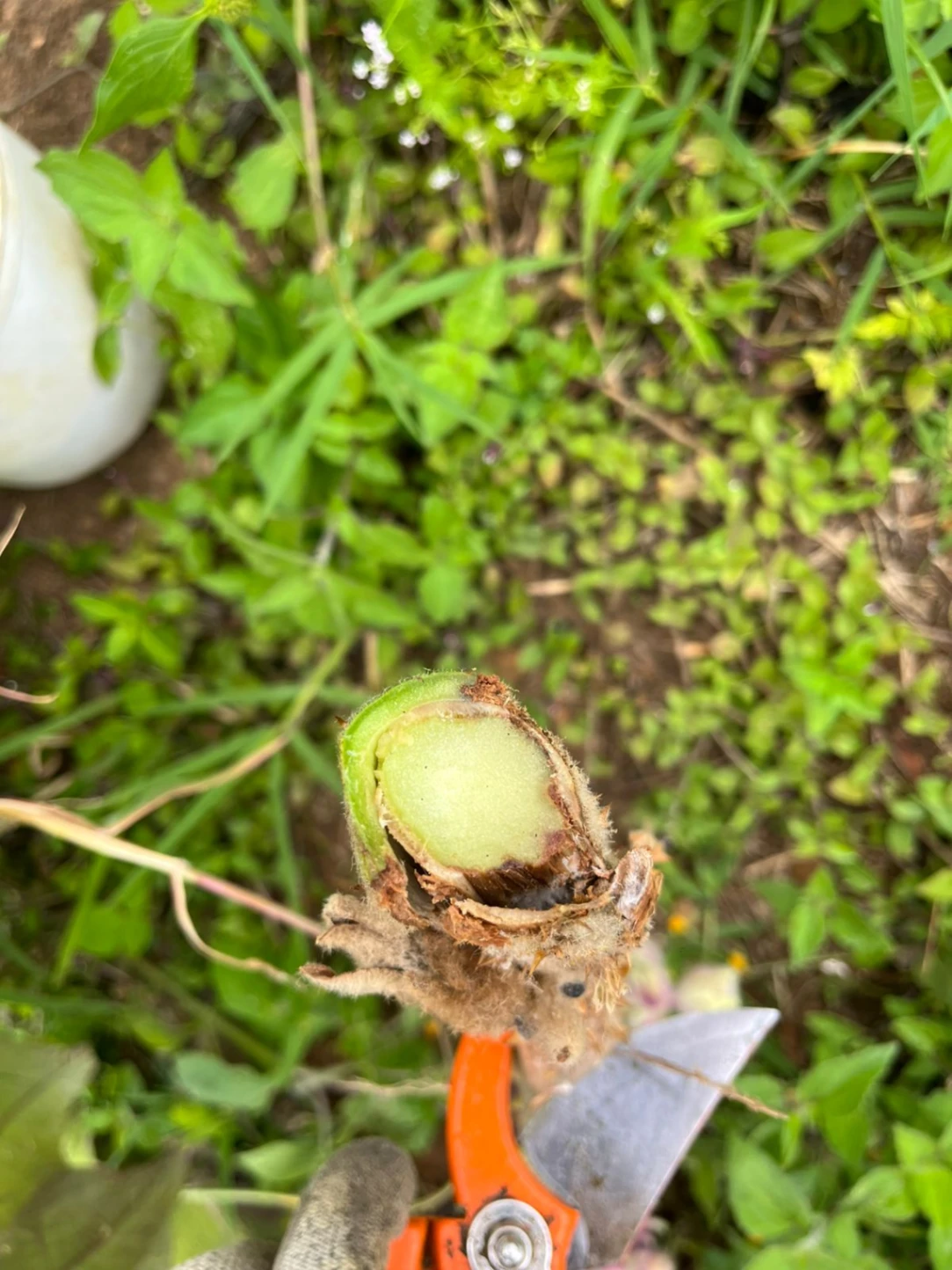 Esclerotinia en Lulo