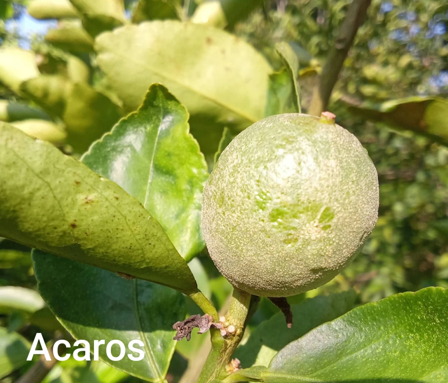 Ácaro de los Citricos
