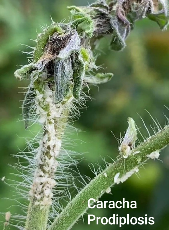Caracha del Tomate. Prodiplosis