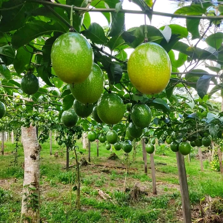 Maracuya Parchita Programa de Fertilización
