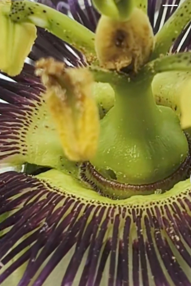 Mosca del Botón Floral en Maracuya