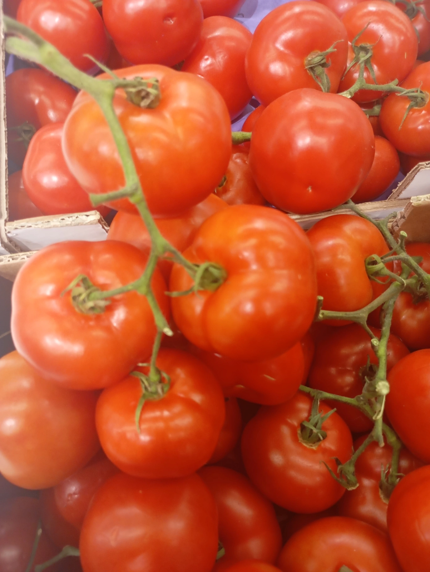 Tomate 🍅 programa Fertilización