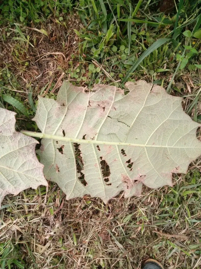 Cenicilla del Lulo  Cladosporium