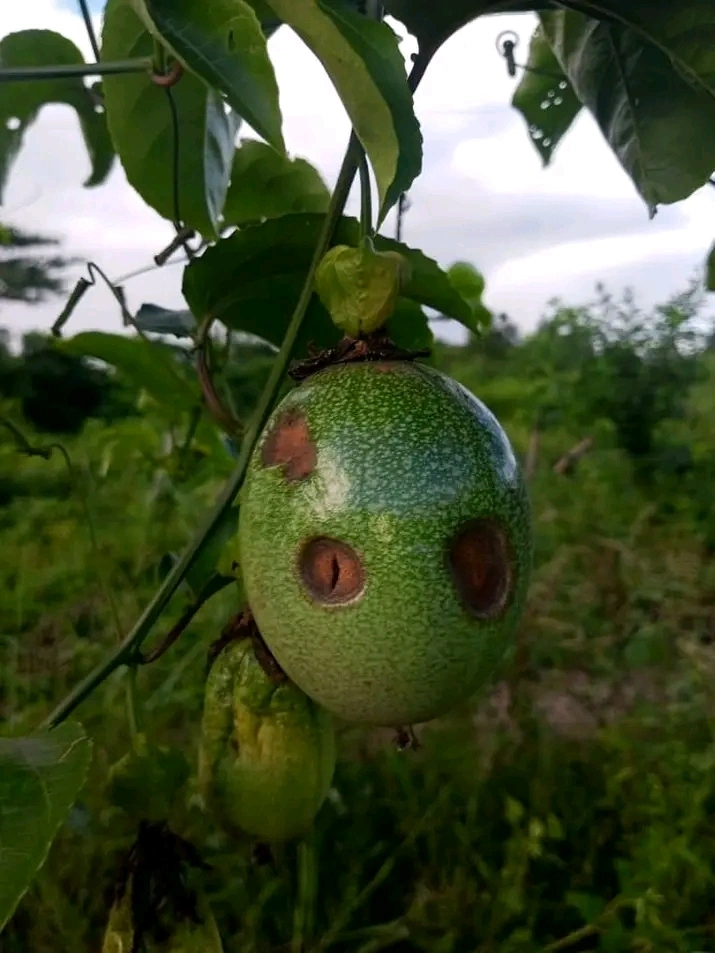 Antracnosis en Maracuya