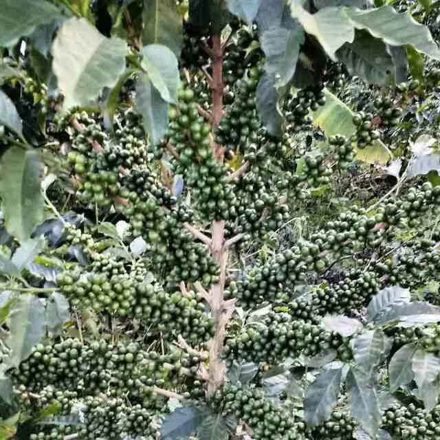Cafe ☕ Programa Fertilización