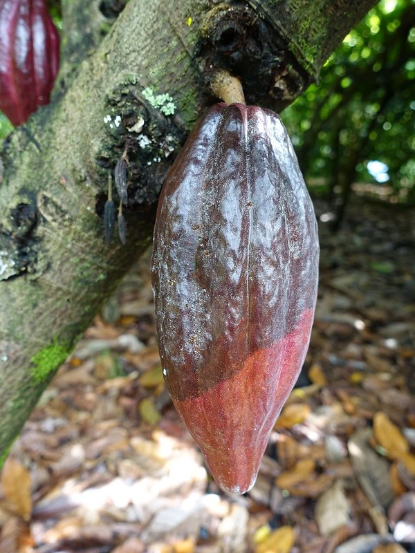 Mazorca Negra en Cacao