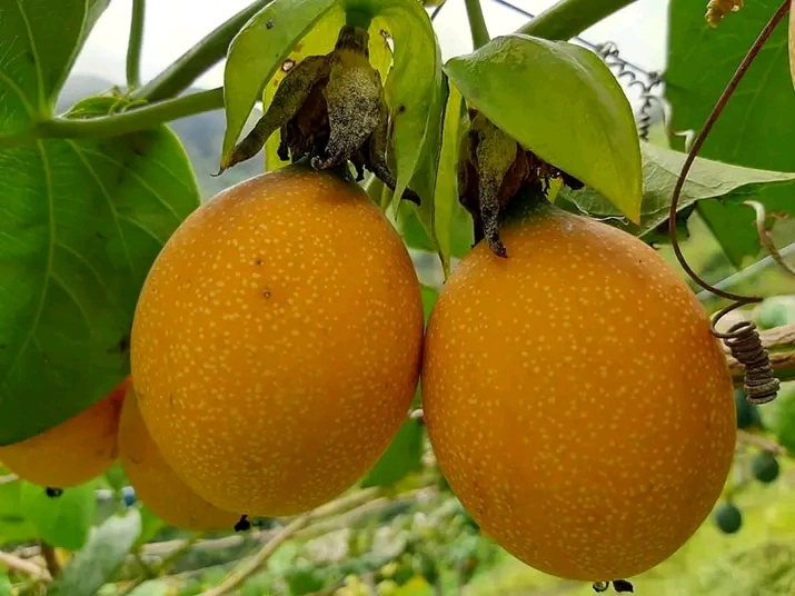 Granadilla Programa de Fertilización