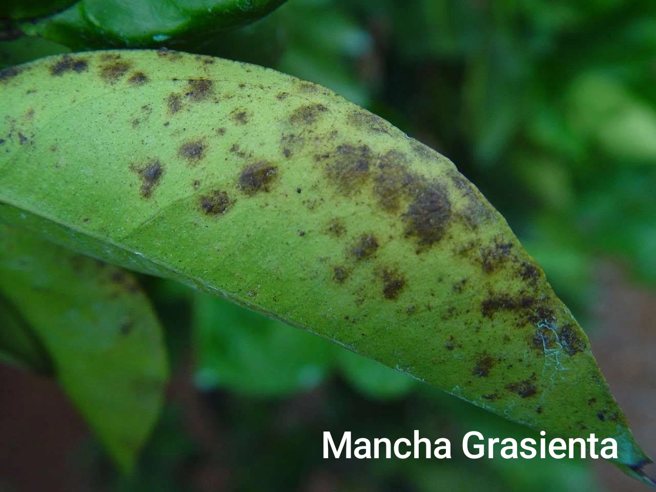 Mancha Grasienta de Citricos