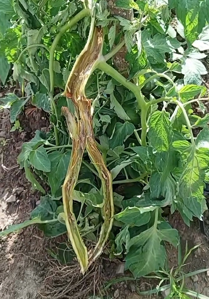 Huequera del Tomate