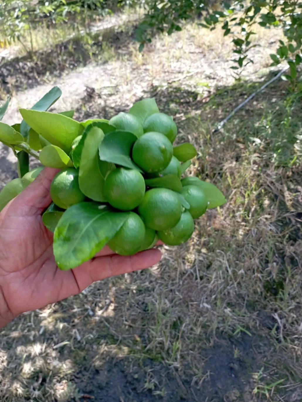 Citricos Limon 🍋‍🟩 Programa Fertilización