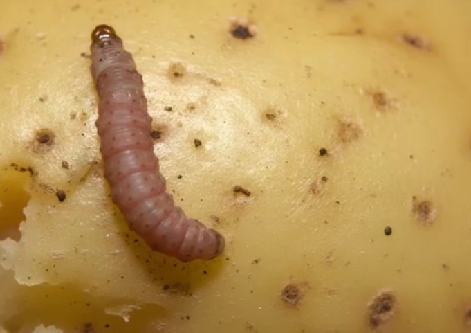 Polilla Guatemalteca de la papa