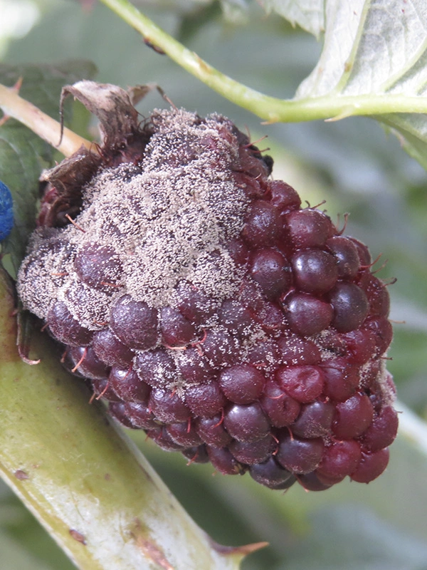 Botrytis en Mora