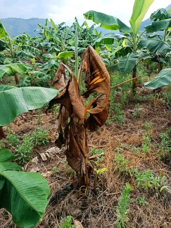 Moko del plátano Banano