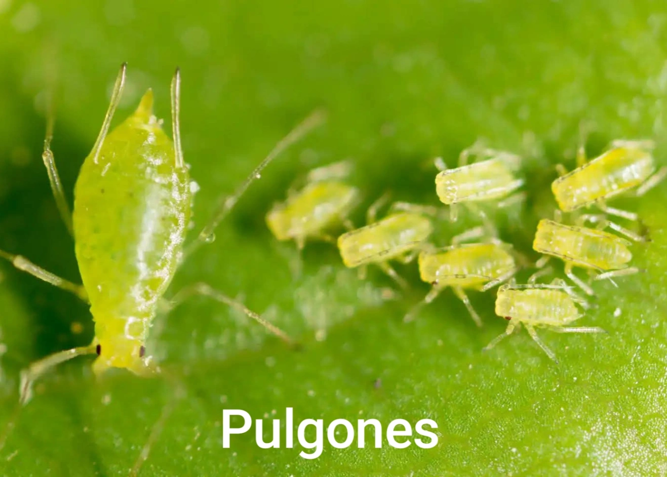Pulgones