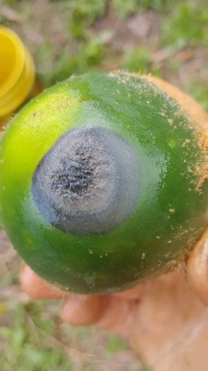 Antracnosis del Lulo