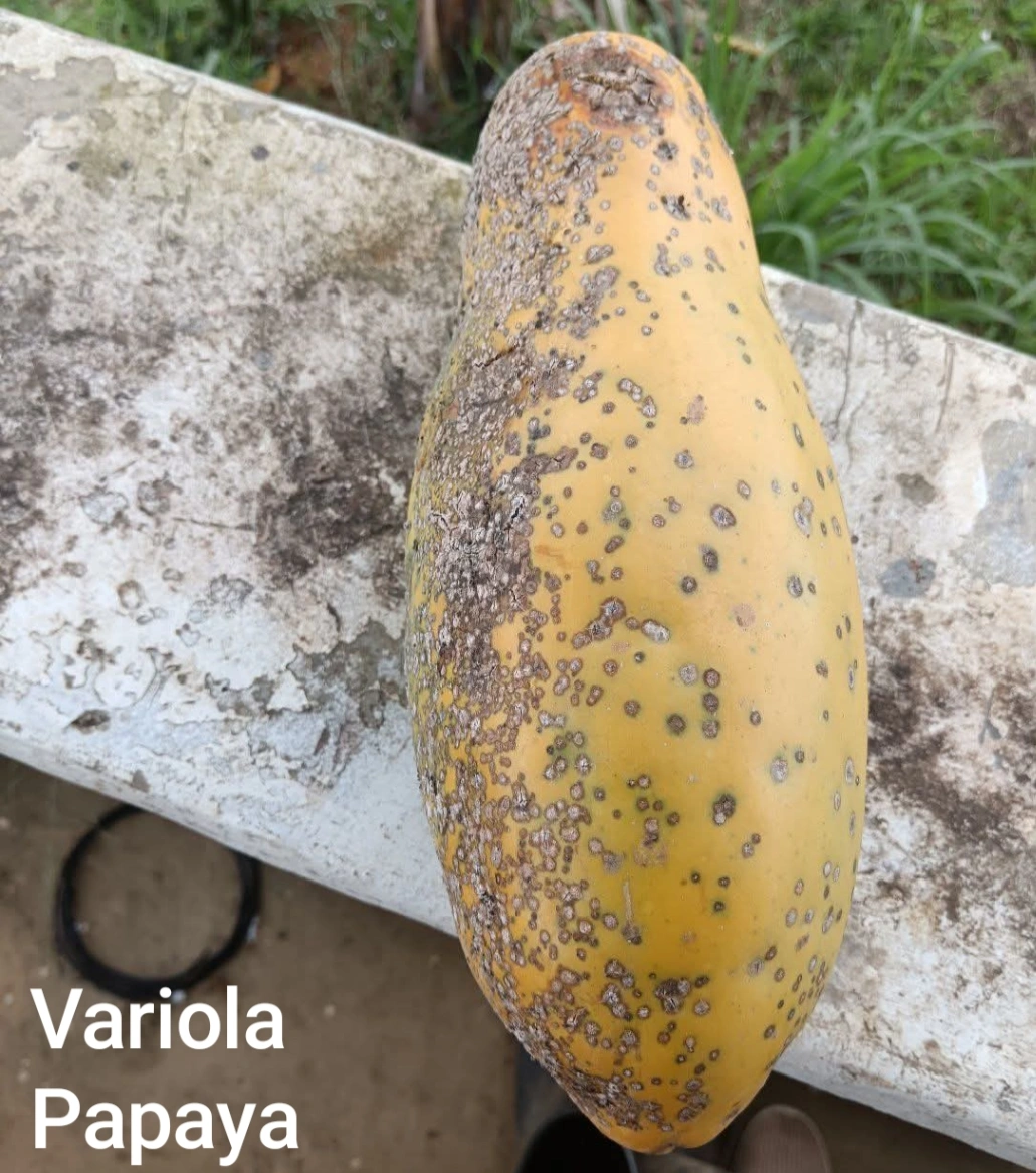 Variola Papaya