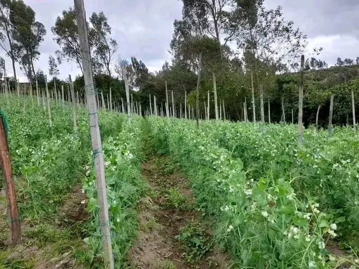Arveja  Abonada
